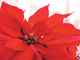 Poinsettia close