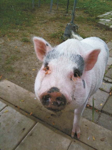 Pig Plays Hooky From School!