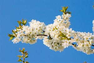 cherry flowers