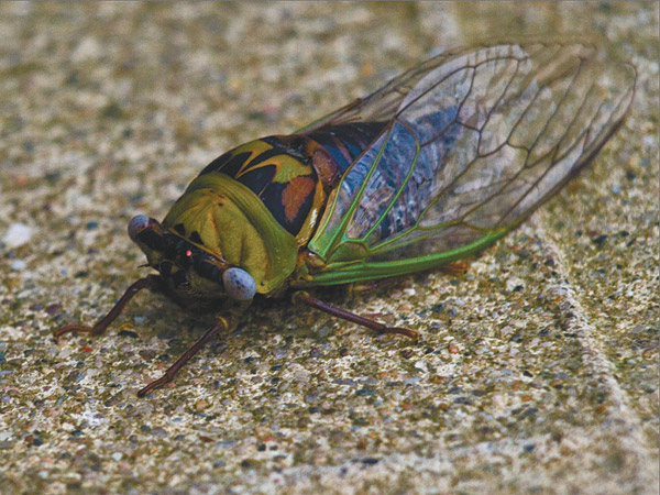 In and Out of the Quad Cities: Are we Getting Buggy? The Mysteries of Summer Revealed