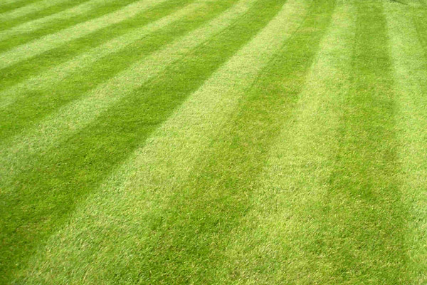 Caring for Lawns During Drought Conditions  