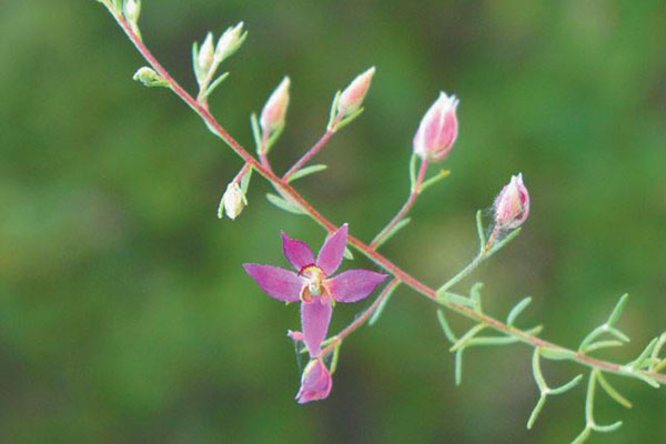 Yard and Garden: Properly Dividing Perennials