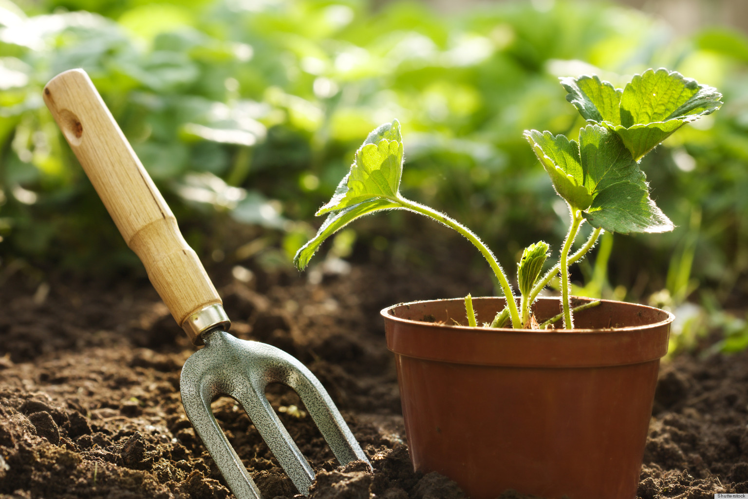 April is National Gardening Month – Prepare Your Garden,  Prepare your Knees