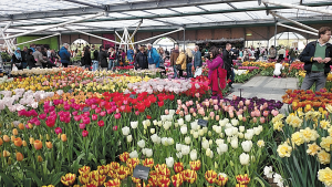 Holland-Tulip-festival