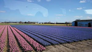 Holland-hyacinths
