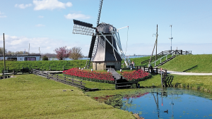 Holland-windmill-and-tulips