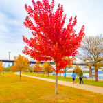 Fall Color in Iowa