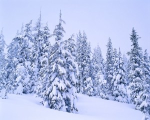 Winter Snow on Evergreens