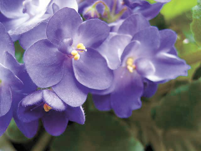 The Colorful and Edible Violet