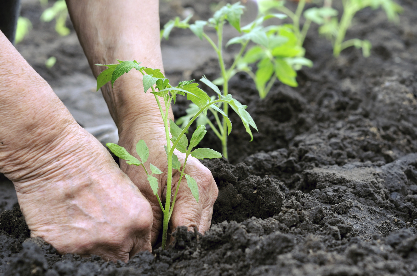 A Garden For Humanity