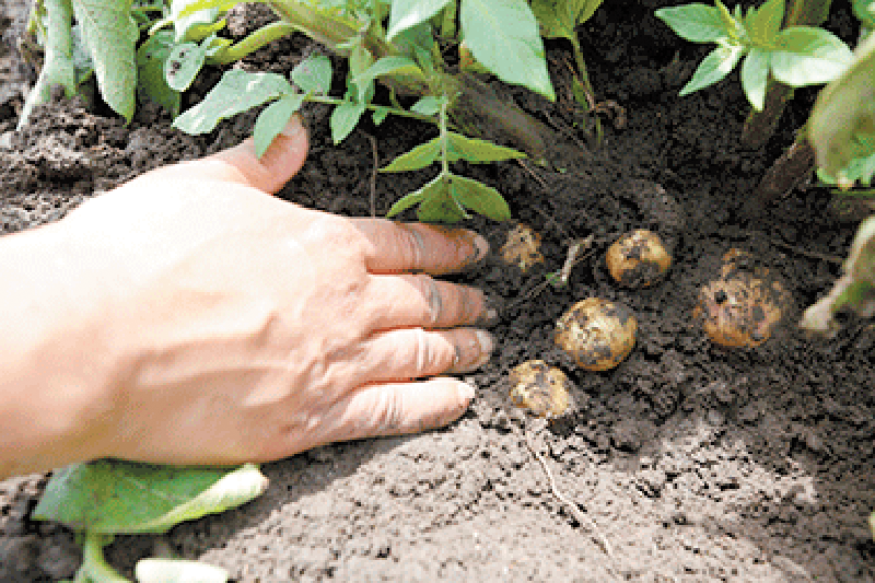 Yard and Garden: Planting and Raising Potatoes in Iowa