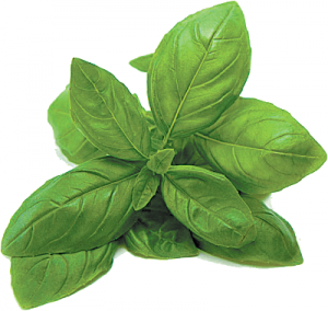 basil-leaf