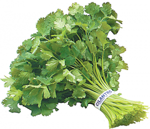 cilantro_i