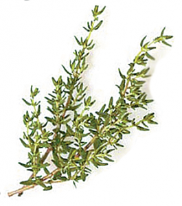 thyme