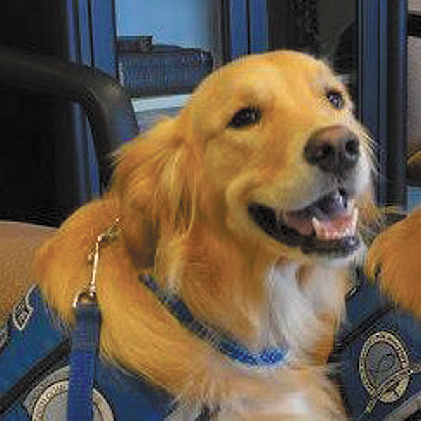 Meet Gracie – Iowa’s Only Lutheran Church Charities Comfort Dog