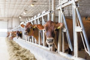 cows-in-stalls