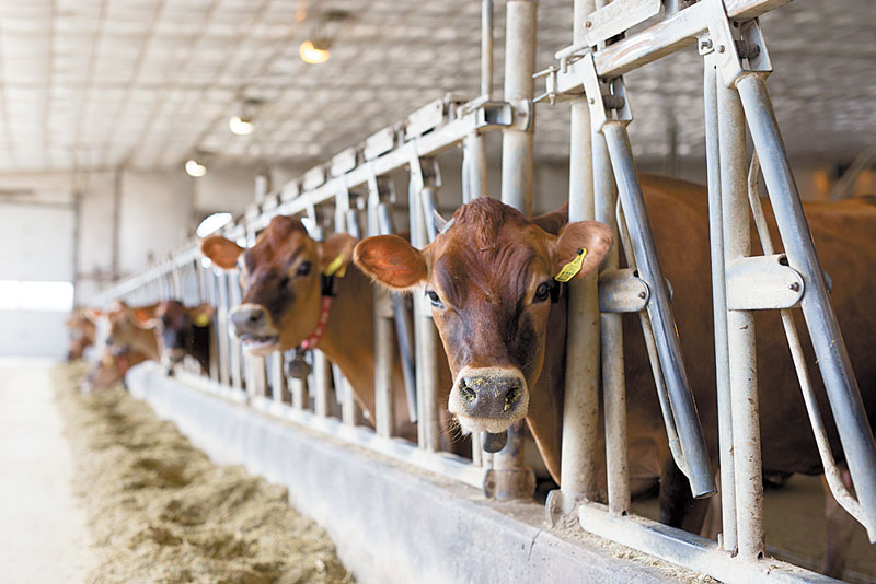 The Cows Don’t Know It’s Christmas