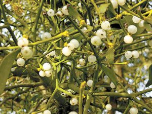 1280px-mistletoe_berries_uk