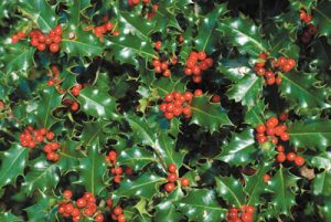 holly