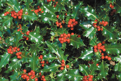 Poinsettia, Holly and Mistletoe