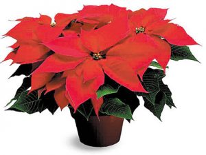 poinsettia-1024
