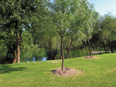 Yard & Garden: Caring for Newly Planted Trees