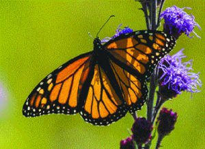 Seed Mix for Monarchs and Bees Developed by Iowa State