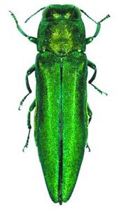 Emerald Ash Borer Confirmed in Taylor and Carroll Counties, Iowa 57 counties in Iowa have confirmed infestations