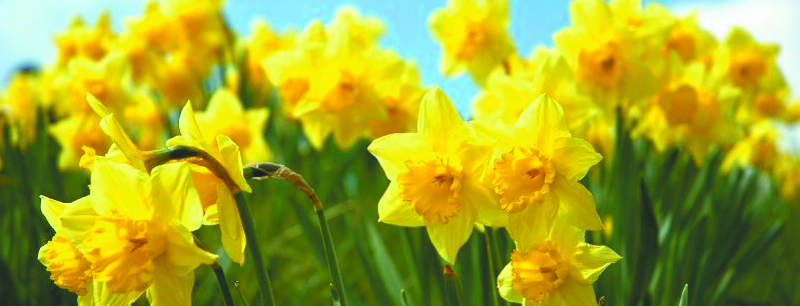 Yard and Garden: Daffodil Care