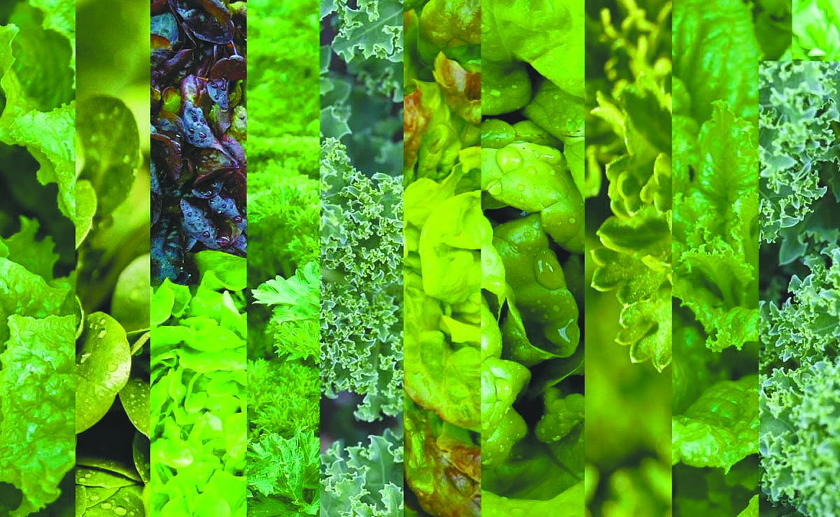 Can Dark Green Leafy Vegetables Save Your Eyesight?