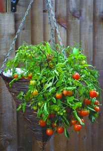 Yard and Garden: Container Vegetable Gardening