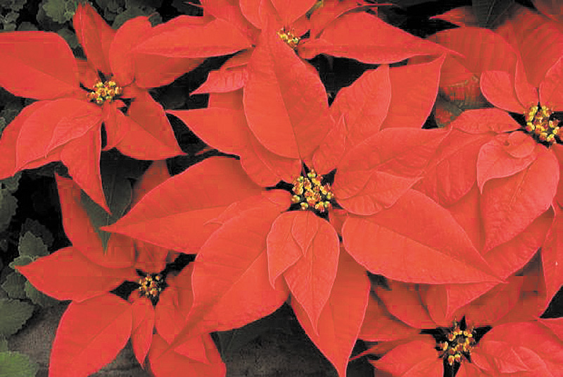 Interesting Facts about Popular Holiday Plants