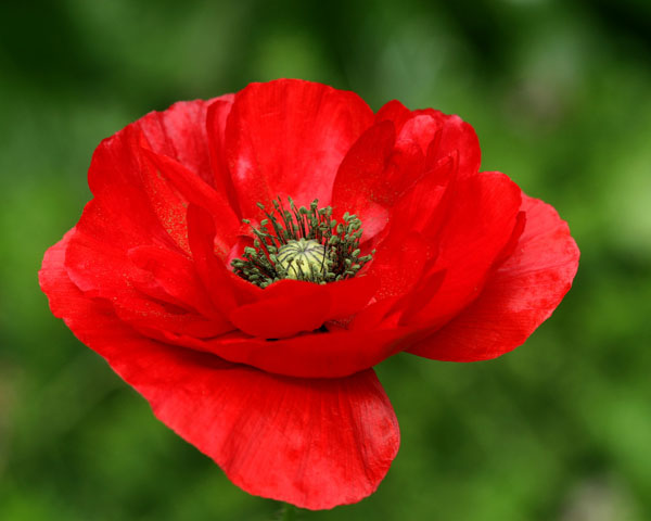 National Poppy Day 2023: What the red flower represents