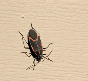 Unwanted Fall Guests