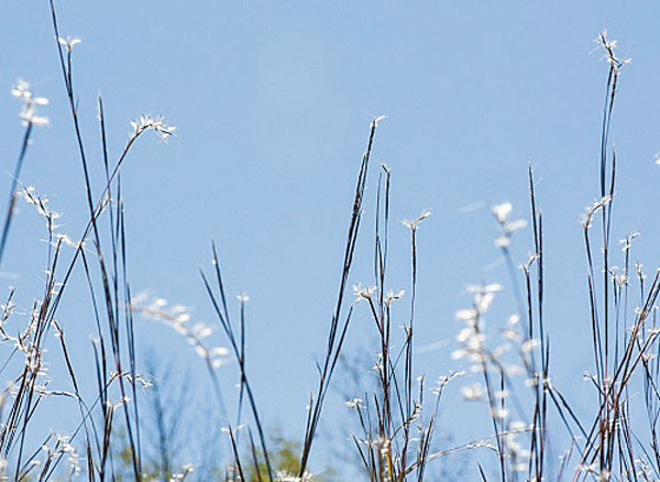 Yard and Garden: Add Autumn Color with Grasses