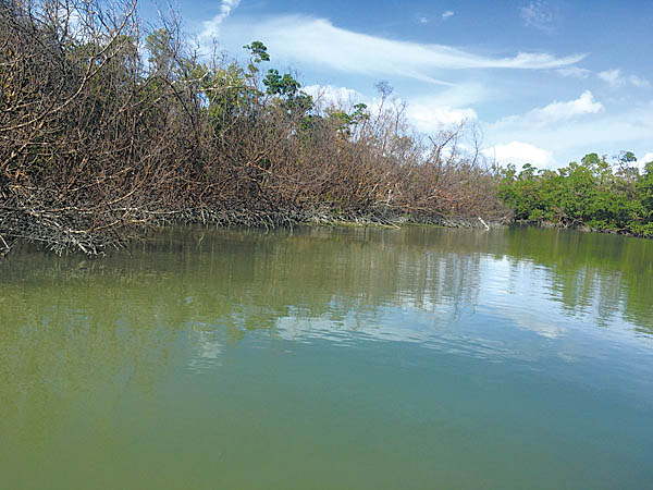 Ten Thousand Islands