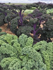 Fall Gardening Offers Opportunities for Late-Season Vegetables