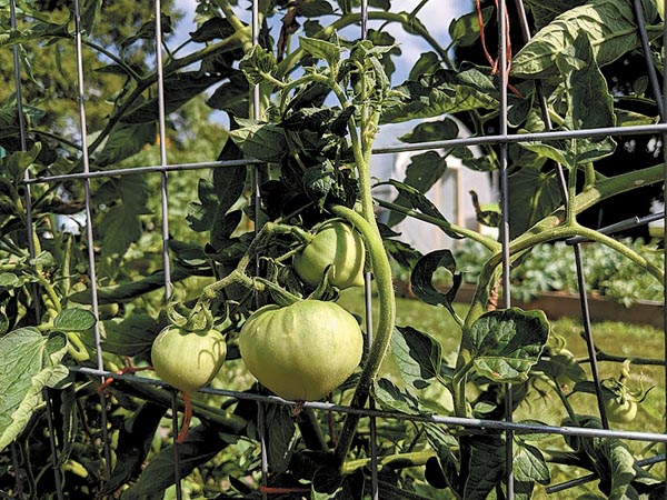 Urban Gardening - A Community Effort in The Hilltop Campus Village