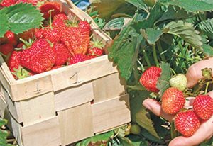 Yard and Garden: Maintaining a Strawberry Bed