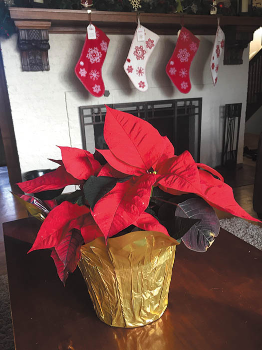 Yard and Garden: Selecting and Caring for Poinsettias