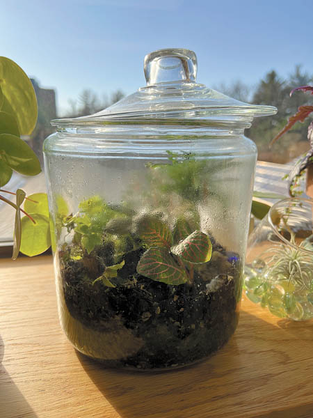 Yard and Garden: Building and Caring for a Terrarium