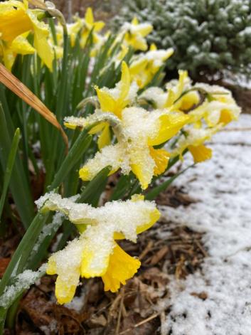 Yard and Garden: How to Manage Garden Plants that Break Dormancy Early