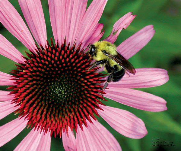 How to Garden for Pollinators and Beneficial Insects