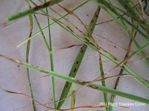 Leaf spot and melting-out.