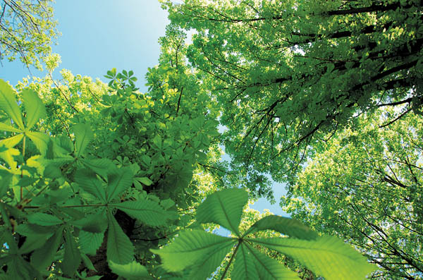 The Color Green